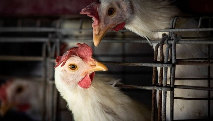 2023-03-31t210202z_817621184_rc2lgz9r4ai9_rtrmadp_3_health-birdflu-argentina.jpg