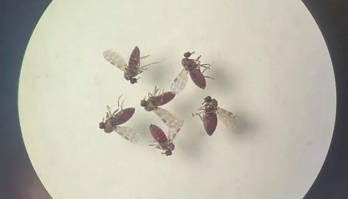 240718-mosquito-culicoides-paraensis1-800x600_0.jpg