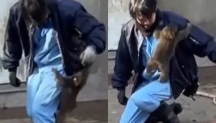 Rejeitado-pela-mae-macaquinho-encontra-abrigo-com-tratador-em-zoologico-japones-430x323.jpg