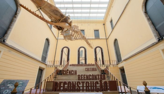 cachalote_foto_de_felipe_cohen_projeto_museu_nacional_vive.jpg