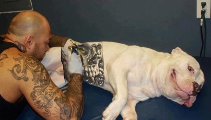 cachorro_tatuado02.jpg