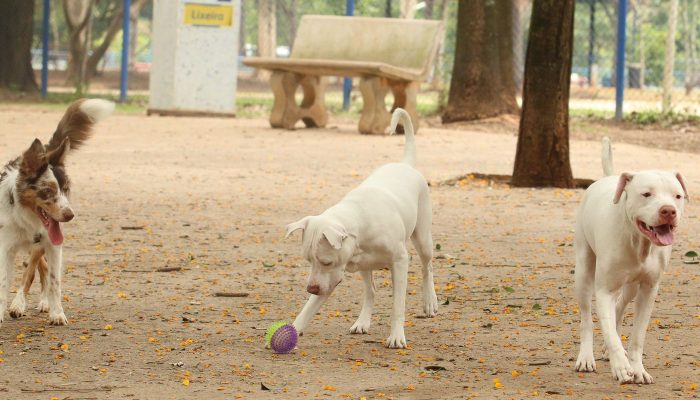 cachorros_no_parcao_praca_ayrton_senna_do_brasil_rvrsa_abr_2910212709.jpg