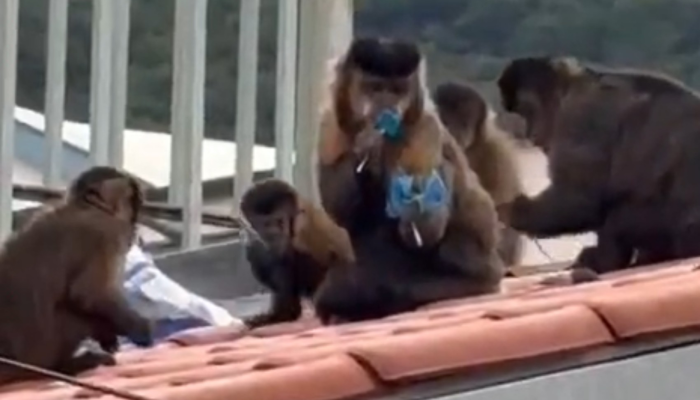 capa-macaco.png