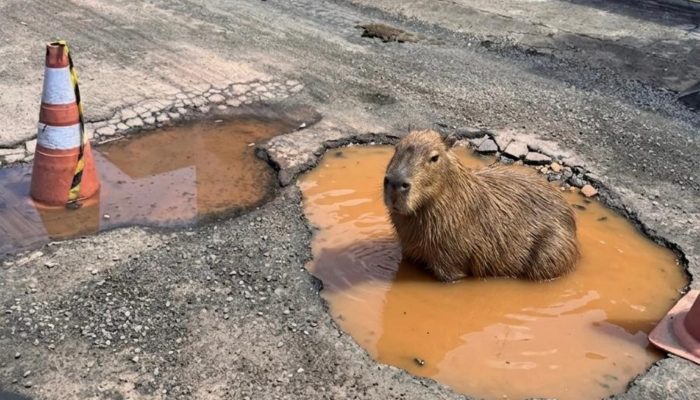 capivara-buraco-1.jpeg