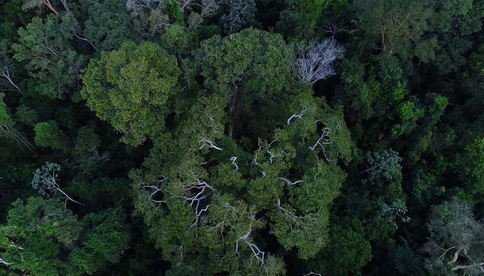 floresta_amazonica_vista_de_cima.jpg
