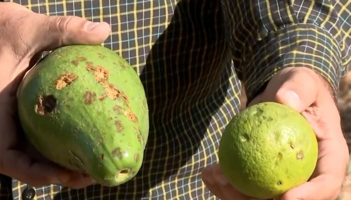 laranja-e-abacate.jpg