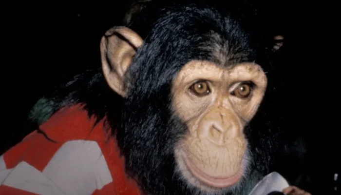 macaco-michael-hoje.webp.webp