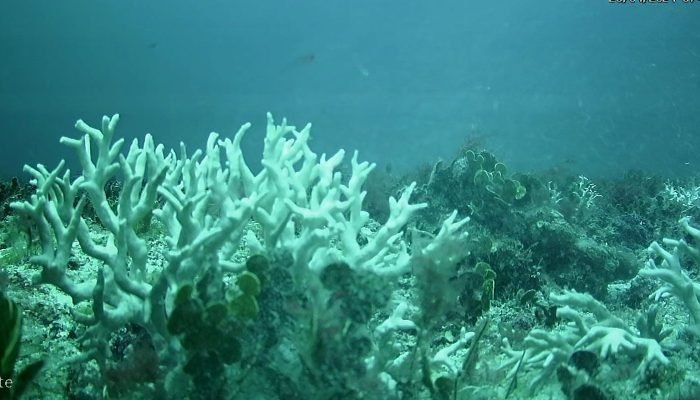 millepora_branca_sueste_0.jpeg