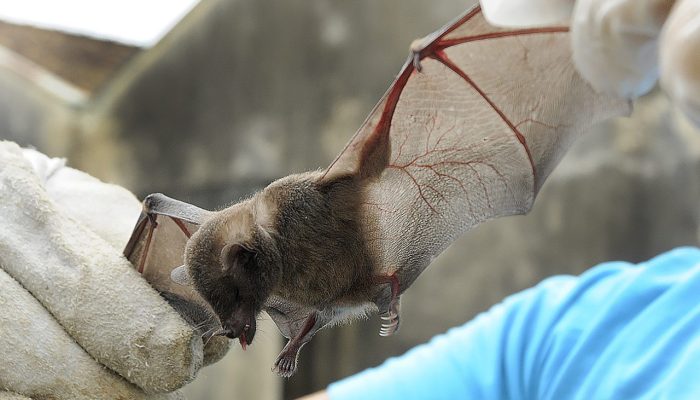morcego-frugivoro-246-1280x854.jpg