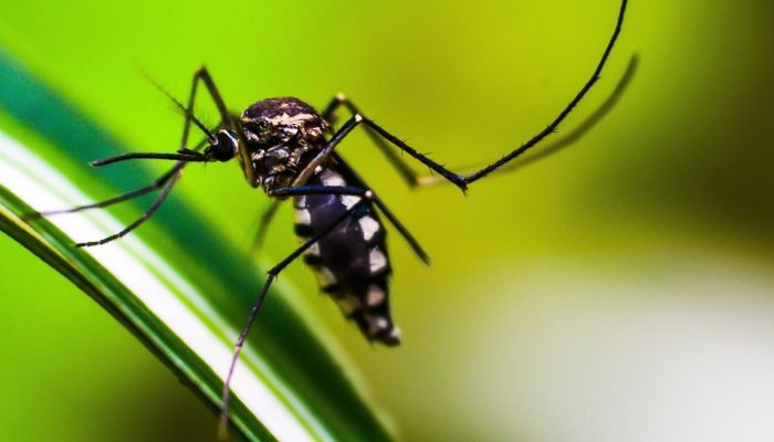 mosquito-4998145.jpg