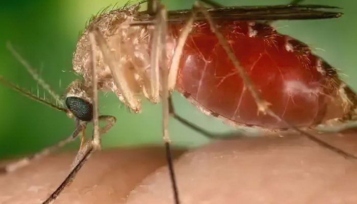 mosquito_maruim_.jpg