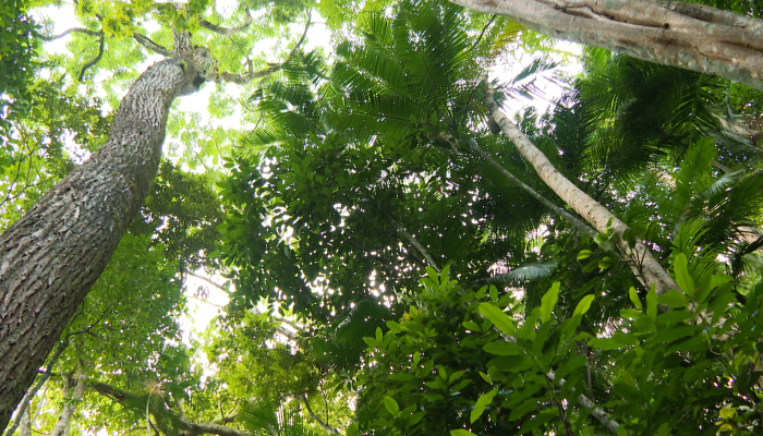 nossos_biomas_mata_atlantica_02.png
