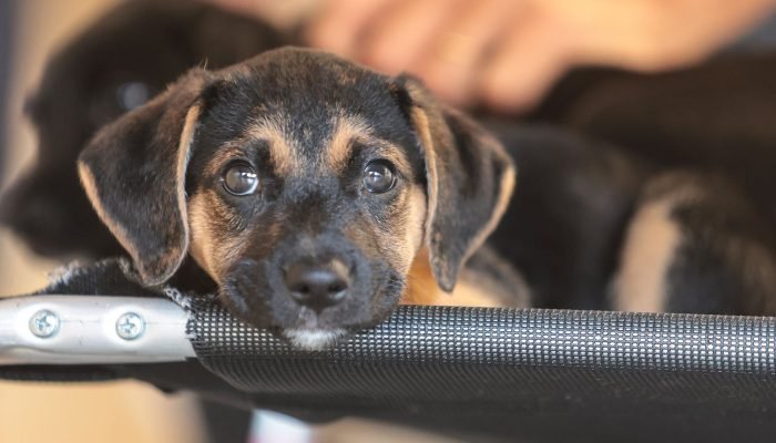 pets_doacao_34.jpg