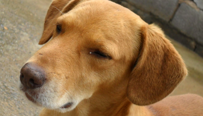 pitbull2.png