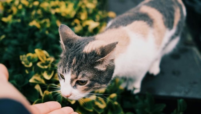 simpatia-dinheiro-gato.jpg.jpg