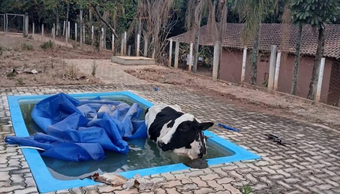 vaca-na-piscina.jpg