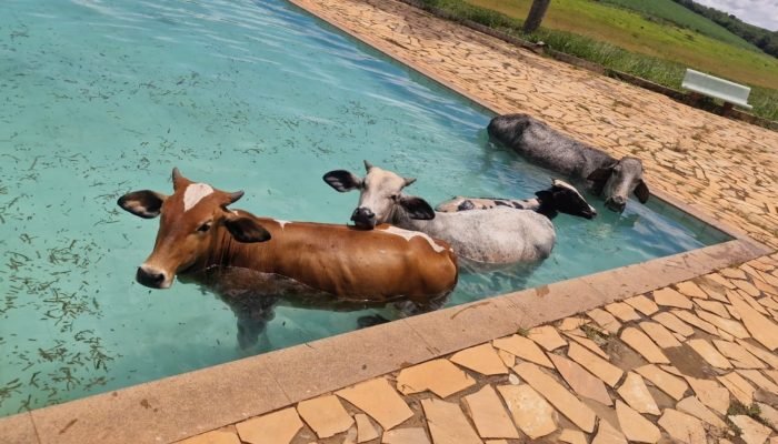 vacas.jpeg