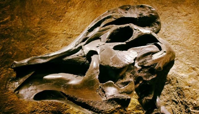 vala-comum-dinossauros.jpg